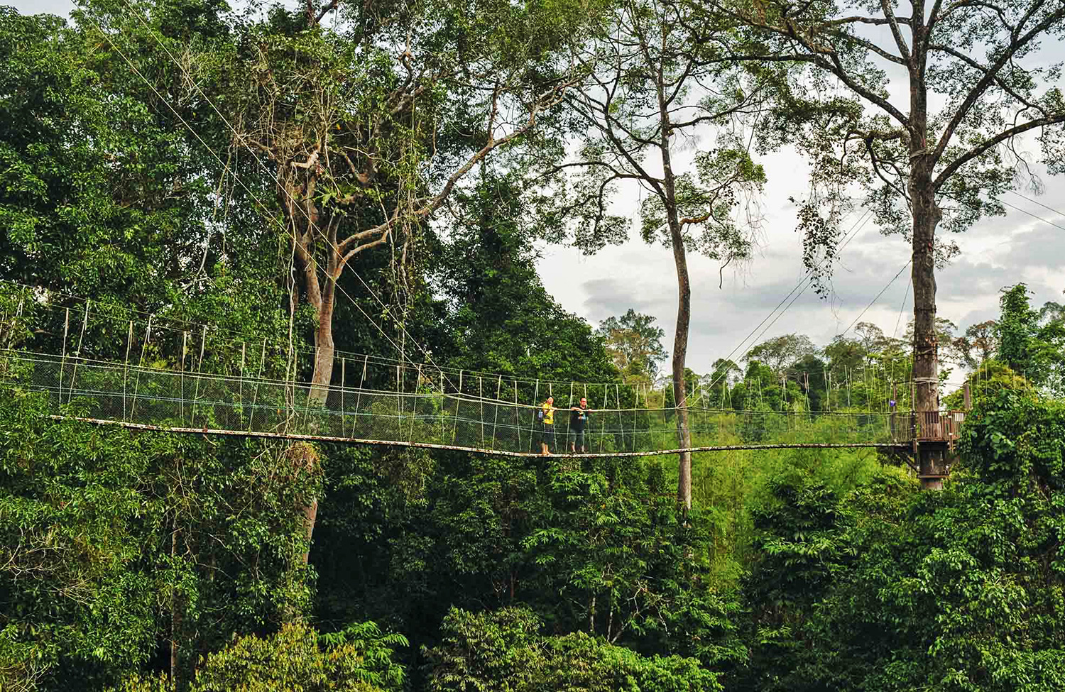 Дерево малайзия. Таман Негара Малайзия. Национальный парк Таман Негара. Таман Негара мост. Малайзия национальный парк Таман Негара животные.