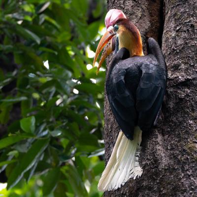 Trekking a Tangkoko National Park, Manado, Indonesia