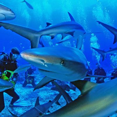 Koh Bon, Isole Similan tour