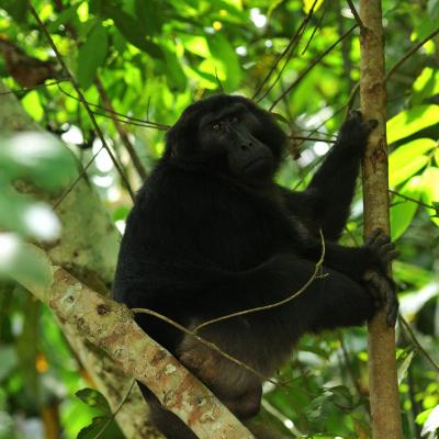 Scimmia Macaco Nero (Macaca Negra)