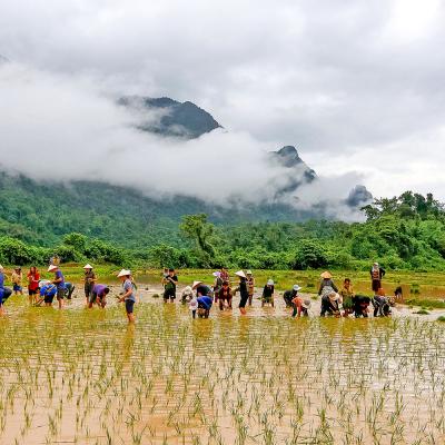 Piantagioni di Riso Laos