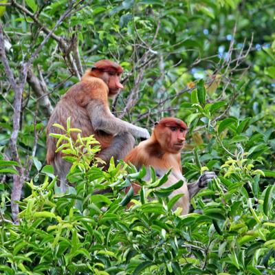 Scimmie Proboscide, Kalimantan, Borneo