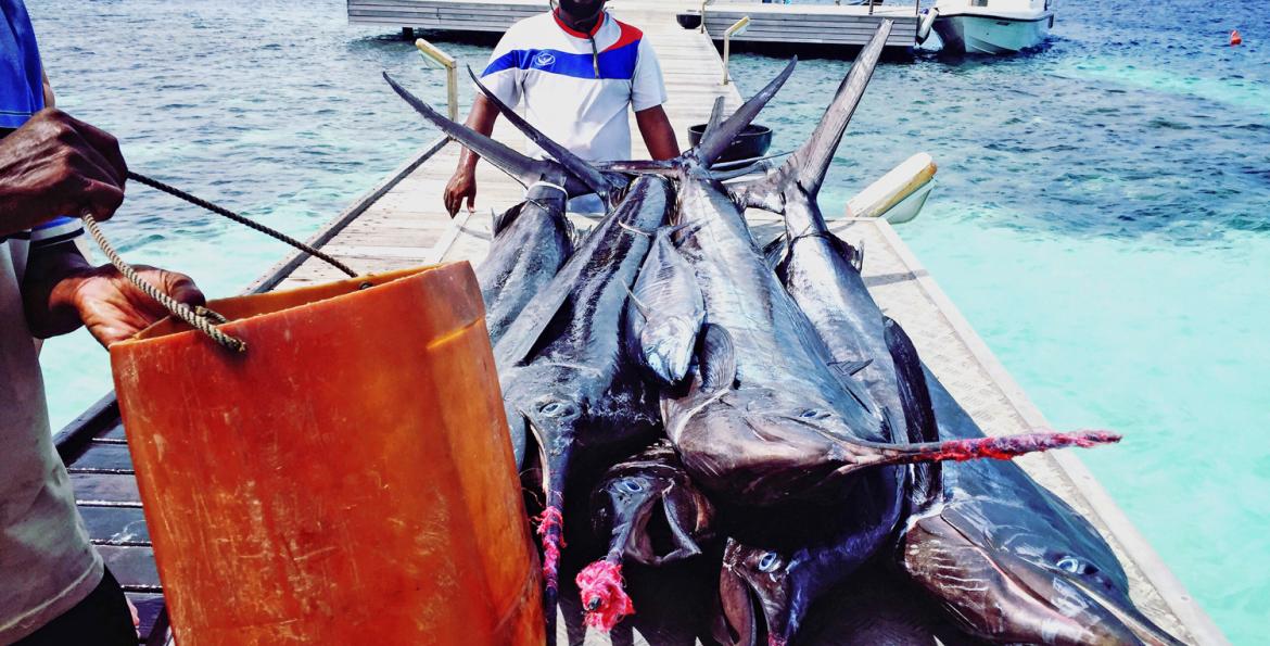 Viaggio Maldive, pesca negli atolli del nord - Go TO Fish