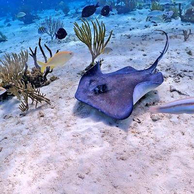 Tour Isole Similan, Thailandia