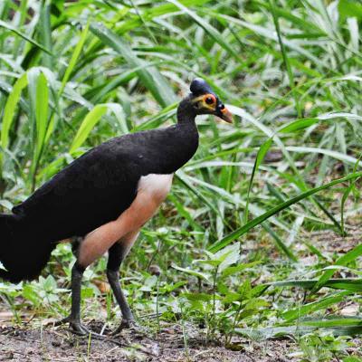 Birdwatching a Sorong, Papua (Nuova Guinea)