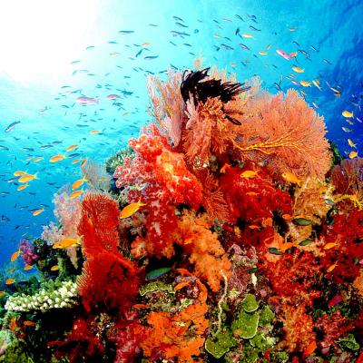 Richelieu Rock, Similand Island tour