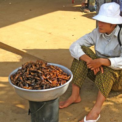 Street Food Cambogia Insetti Blatte