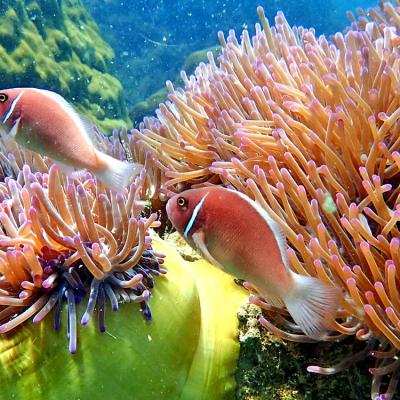 Visita il Parco Nazionale di Ang Thong in crociera