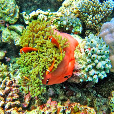 Maldive Snorkeling