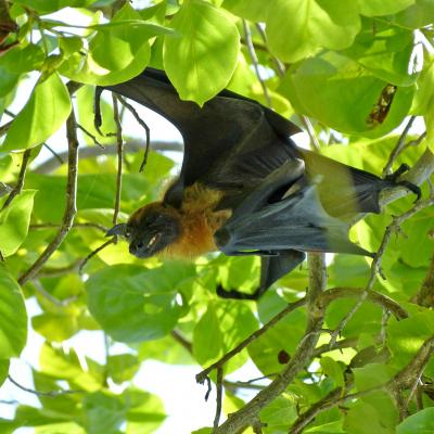 Fauna Terrestre Isole Maldive