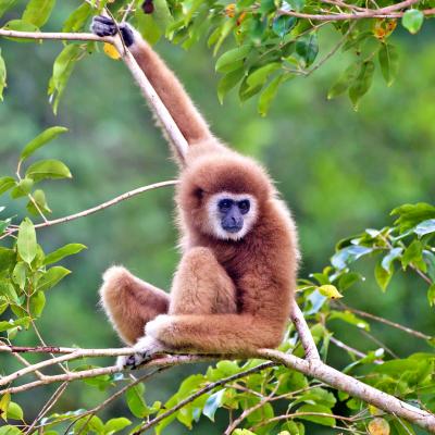 Laos, Houaphan provincia