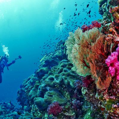 diving a Black Rock, Isole Mergui