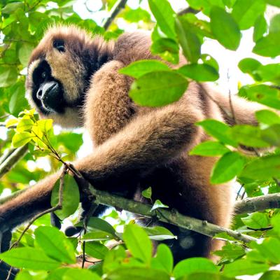 Gibbone, Borneo, Indonesia
