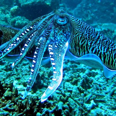 Snorkeling ad Ang Thong national park, Koh Samui