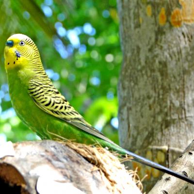 Nika Island, Isole Maldive