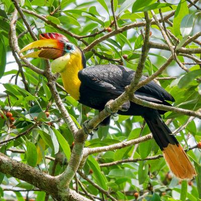 Malesia, Borneo, cosa visitare