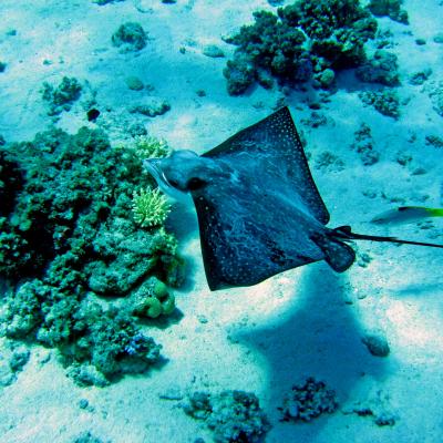 Koh Tachai, Similand Island, diving
