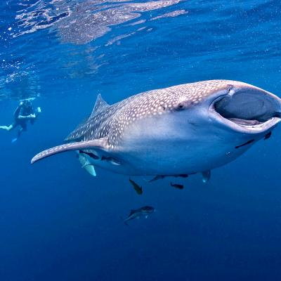 Mu Ko Similan National Park, Thailandia