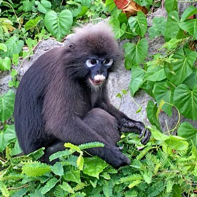 Ang Thong national marine park, Thailandia