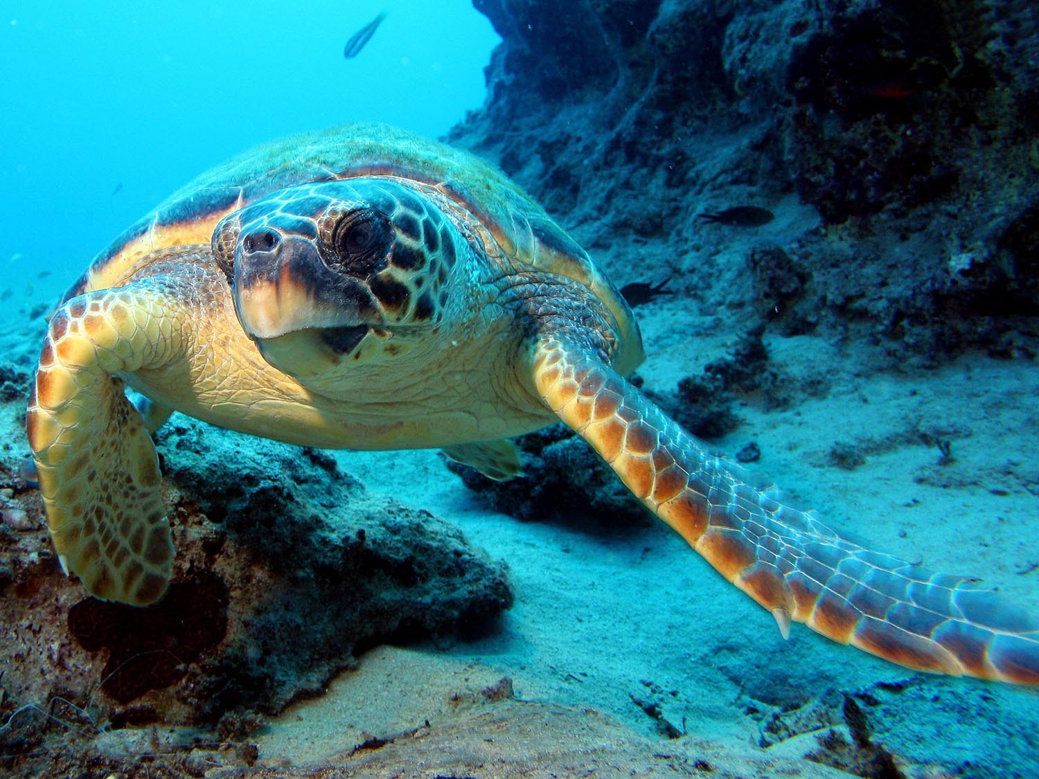 Diving Snorkeling Cambodia Islands