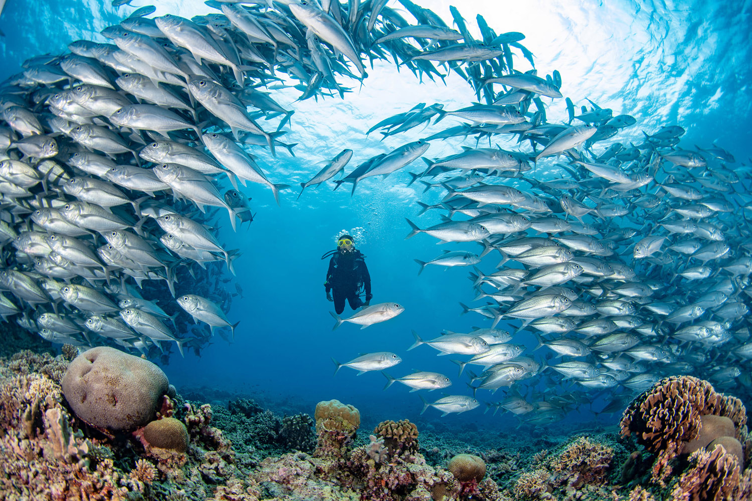 Filippine immersioni, dove fare diving
