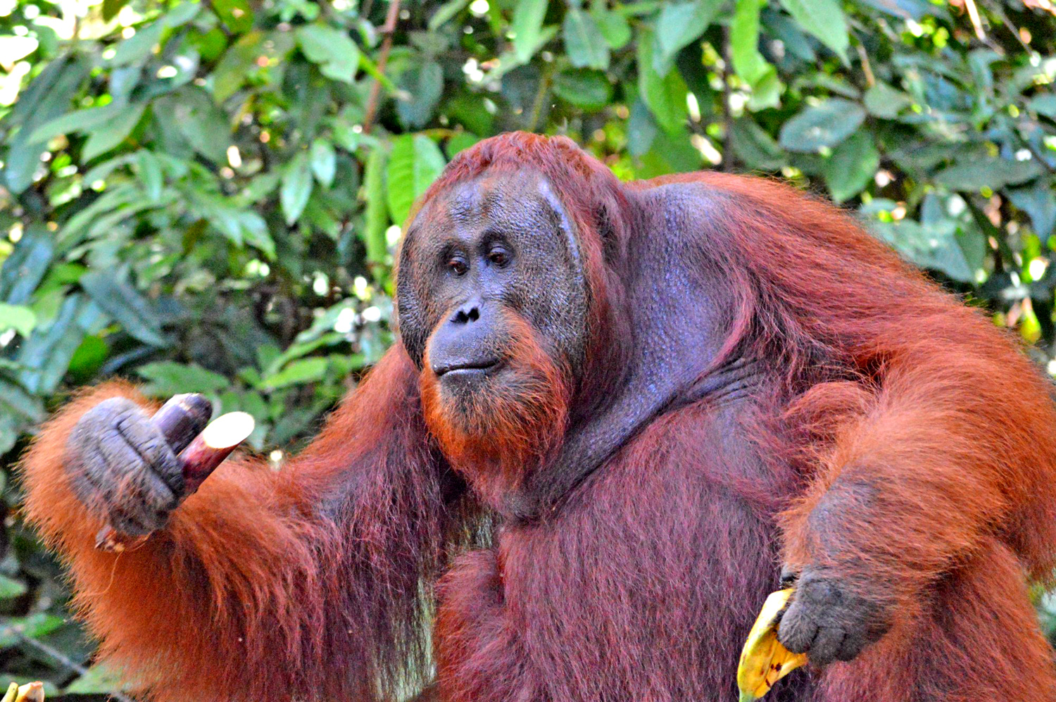 Ketapang - Kalimantan - Borneo Indonesia - Orangotango