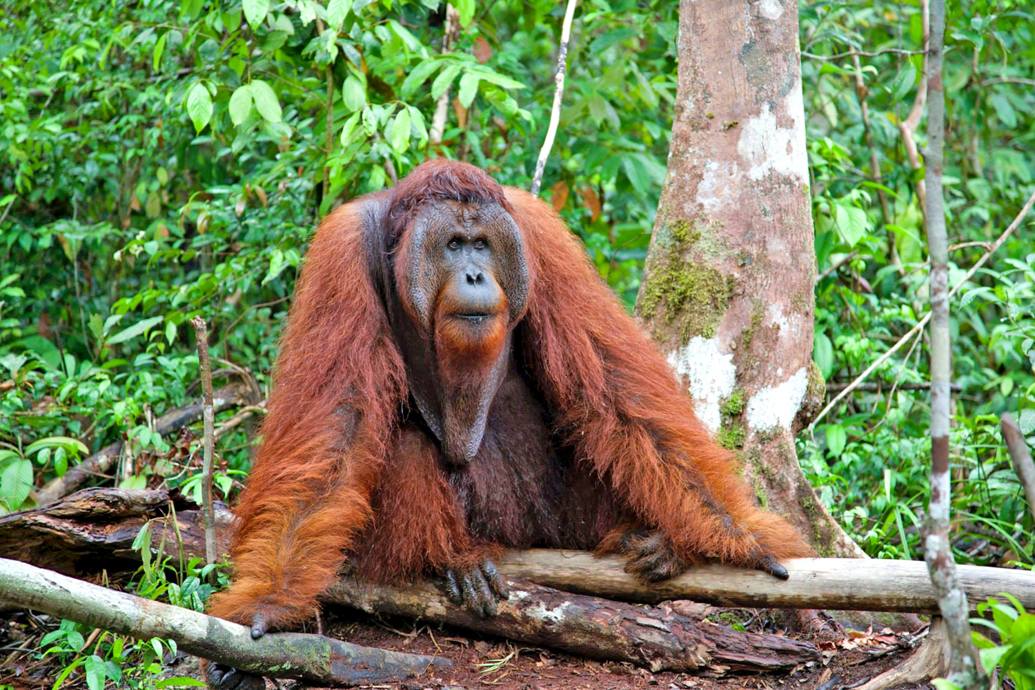 Kalimantan - Borneo Indonesia - Nyaru Menteng Centro Animali