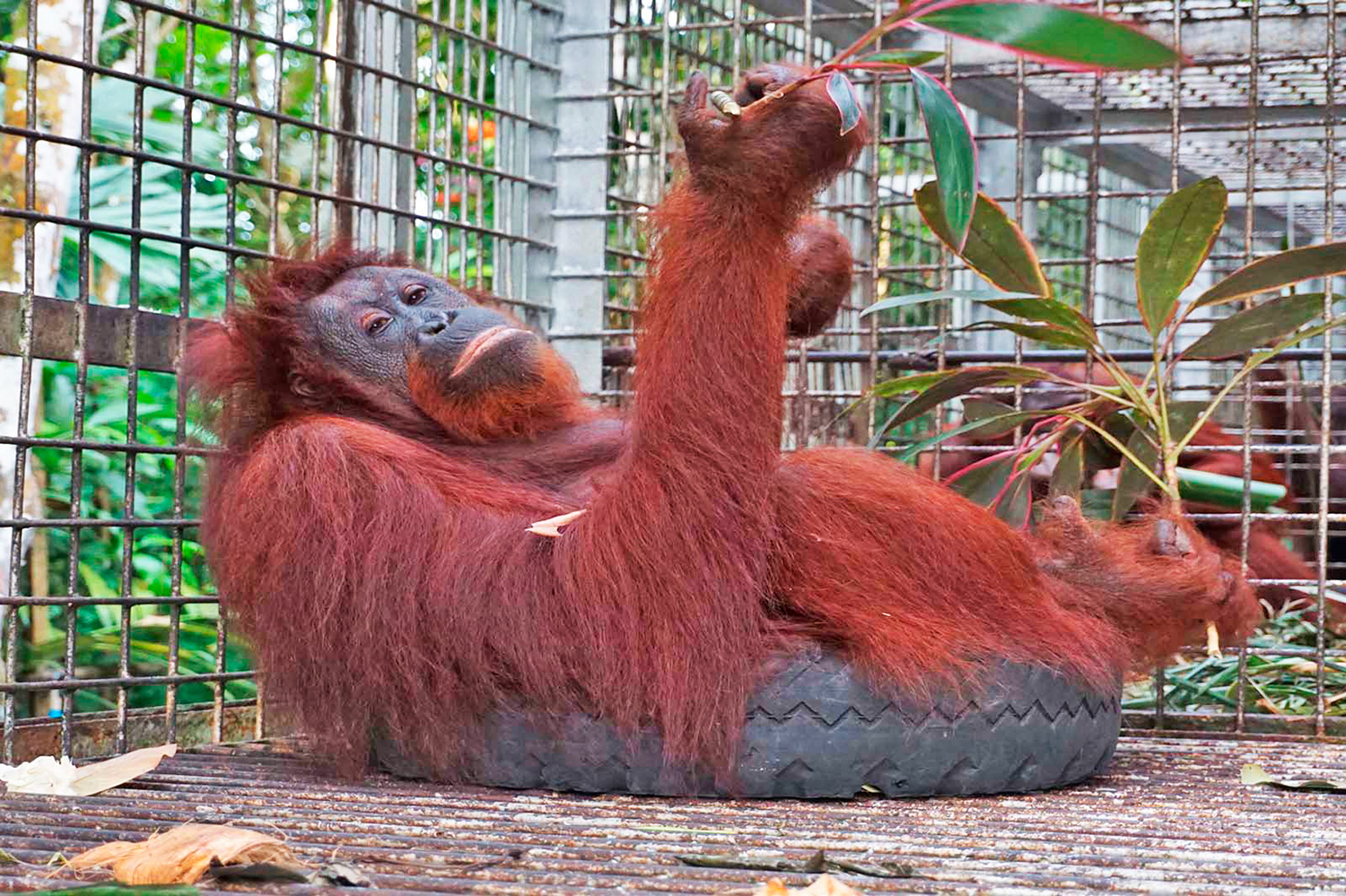 Sintang Centro Protezione Orangotango - Kalimantan - Borneo - Indonesia
