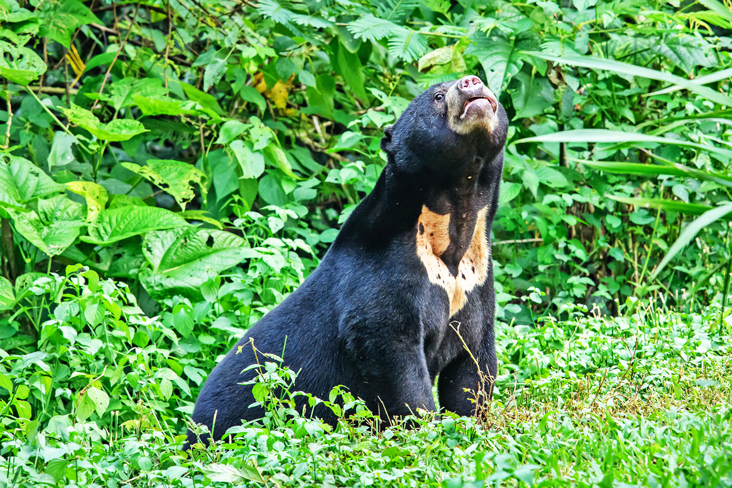 Kalimantan - Samboja Lestari Centro Protezione Animali - Borneo