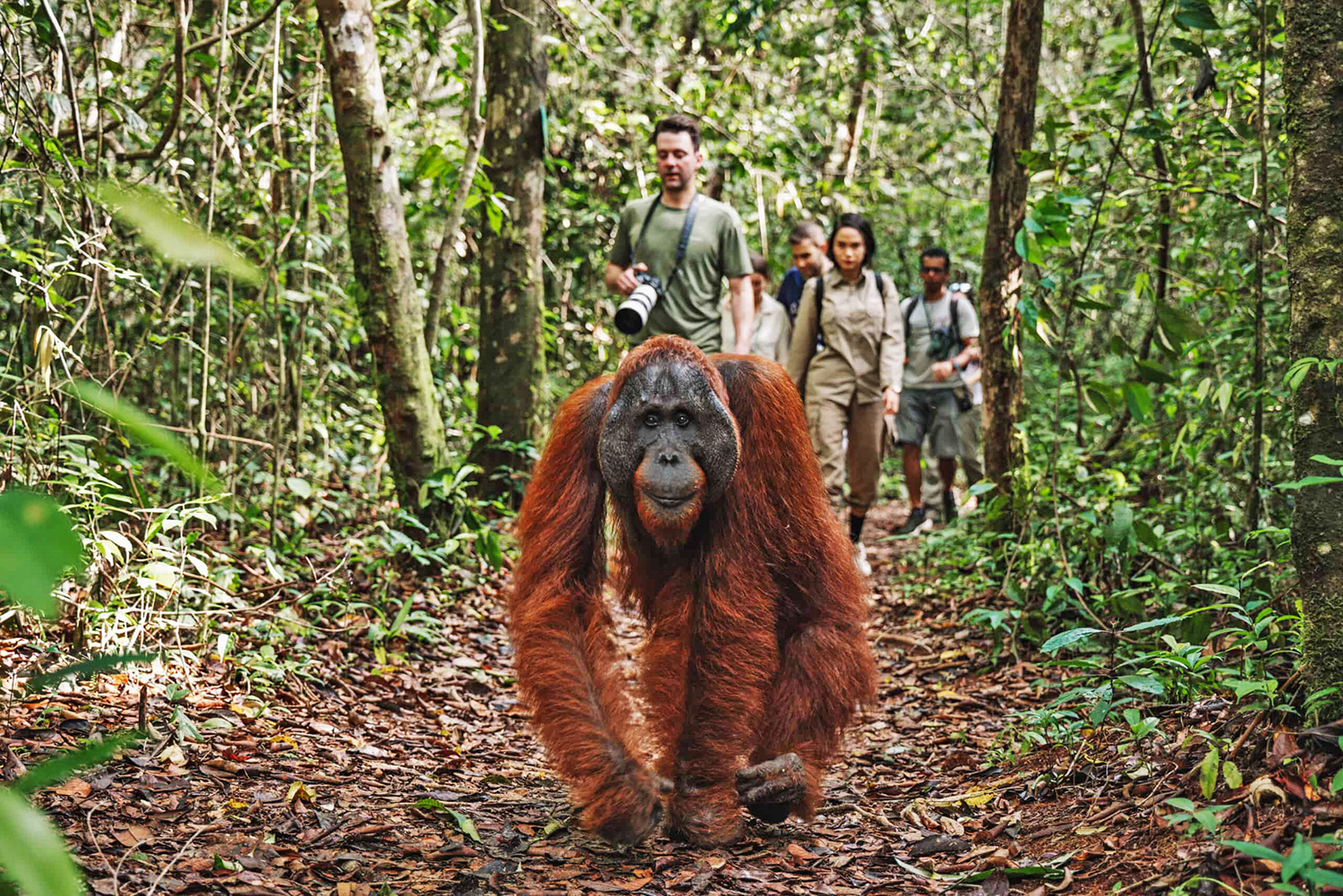 Gunung Palung Parco Nazionale - Kalimantan - Borneo - Indonesia