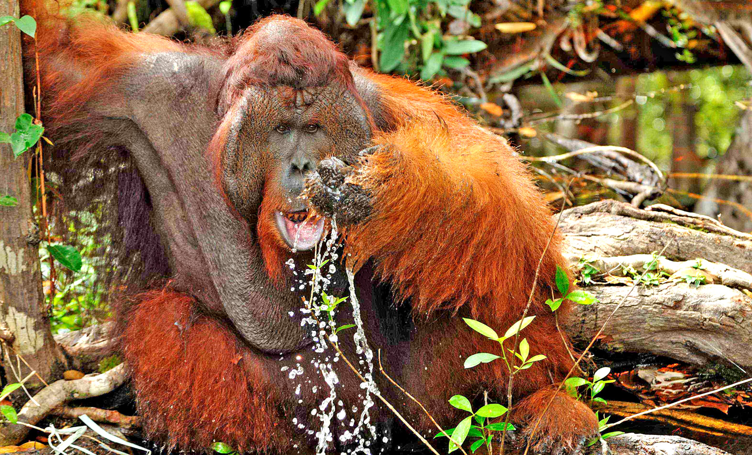 Kalimantan - Borneo - Indonesia - Orangotango