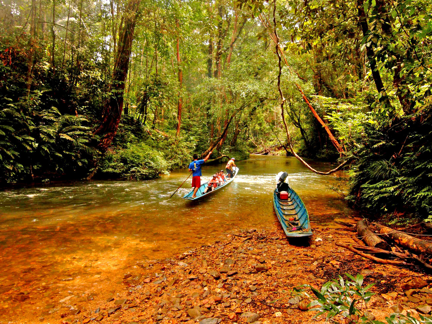 Sabangau Parco Nazionale - Kalimantan - Borneo - Indonesia