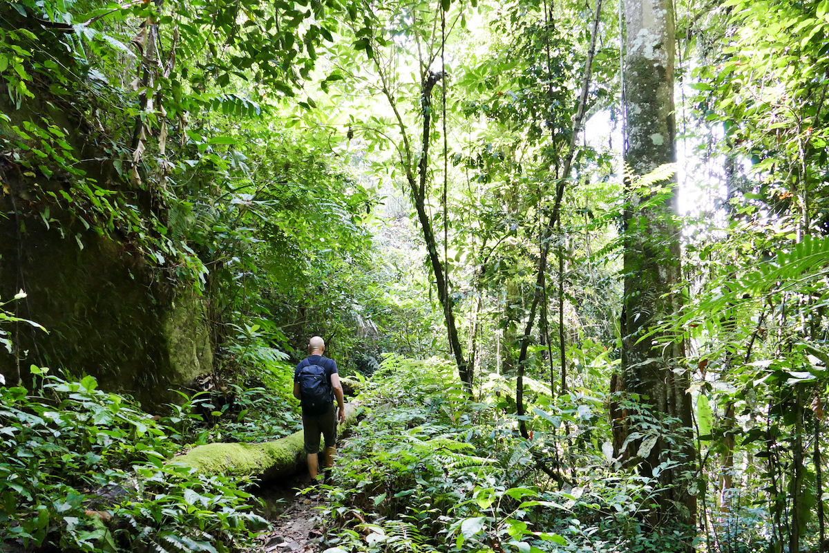 Escursionismo, trekking: Cameron Highlands, Malesia