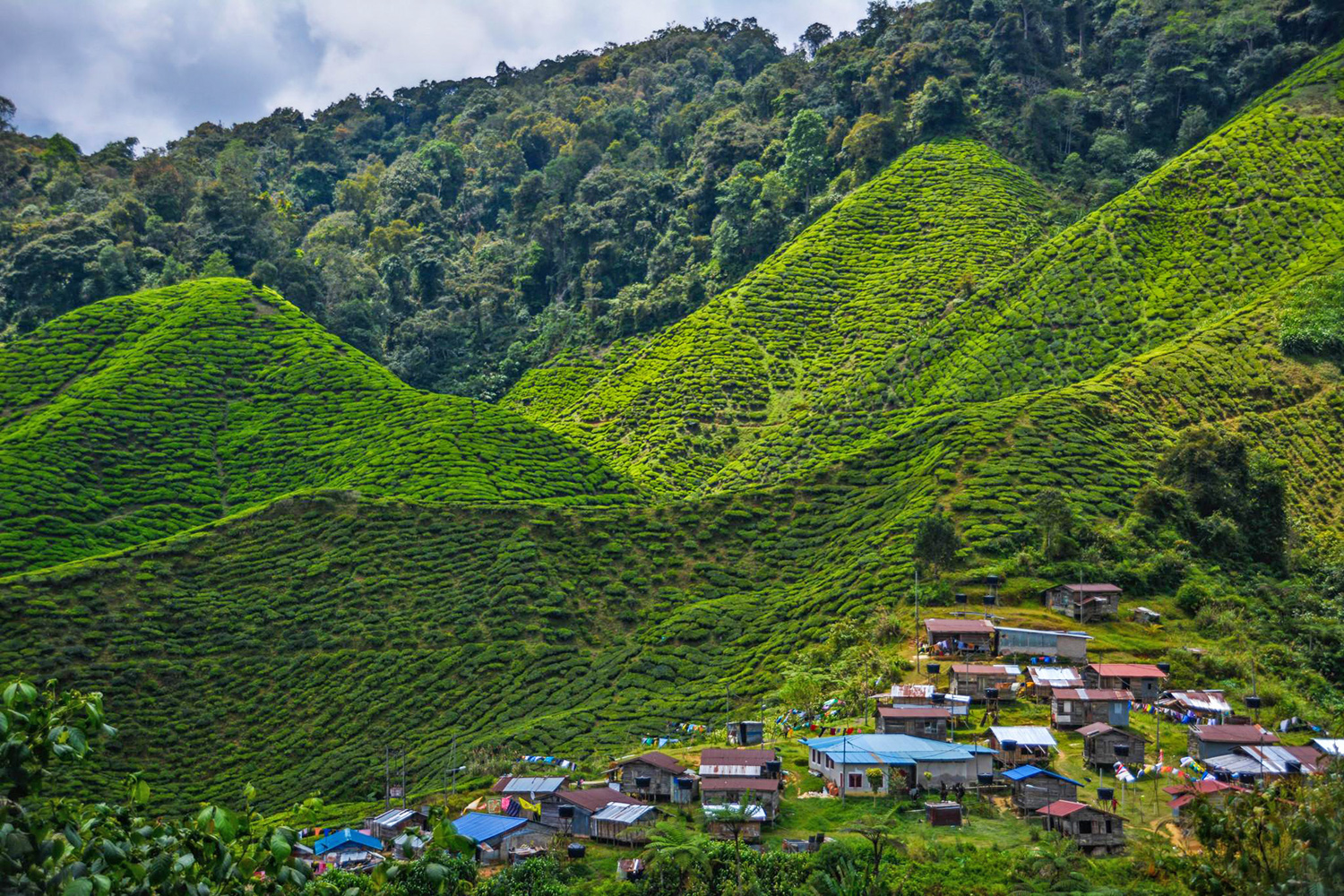 Cameron Highlands il periodo migliore per visitarle, quando andare