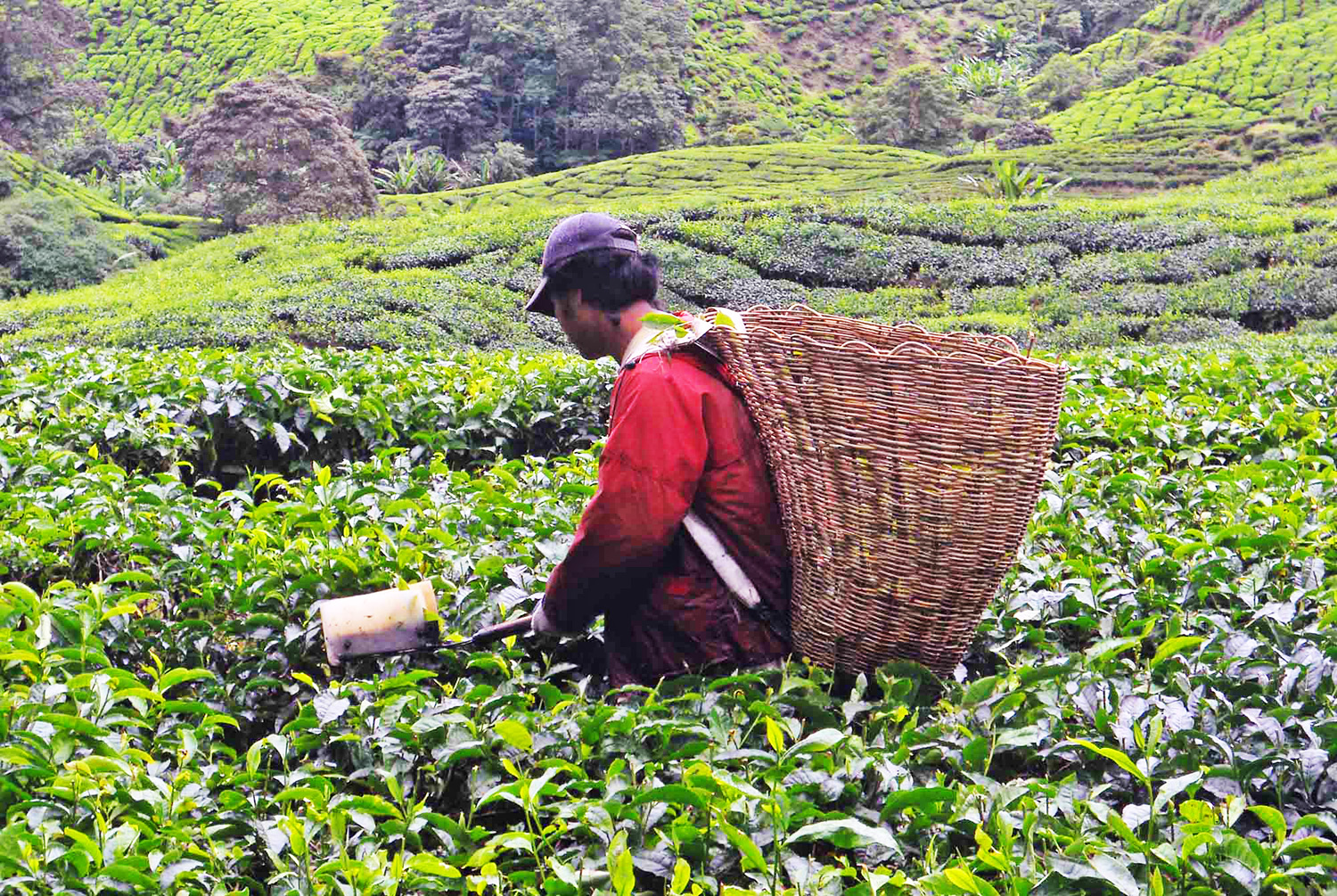 Come arrivare alle Cameron Highlands