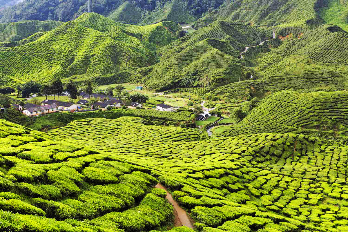 Cameron Highlands - Pahang - Malesia Occidentale