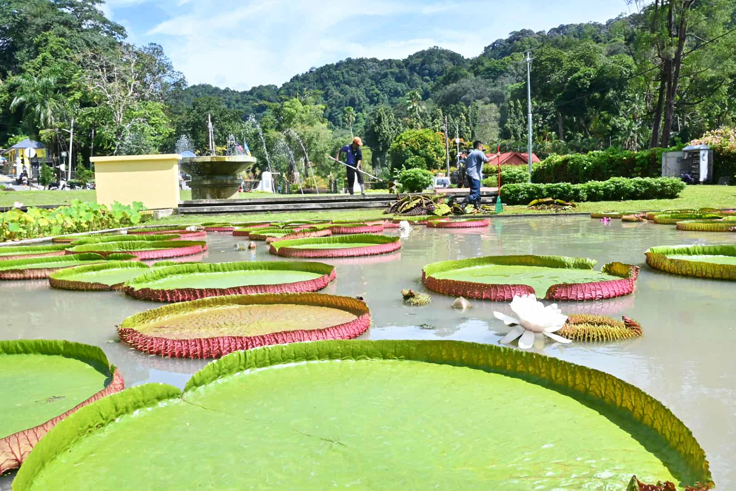Isola di Penang cosa visitare: Giardino Botanico