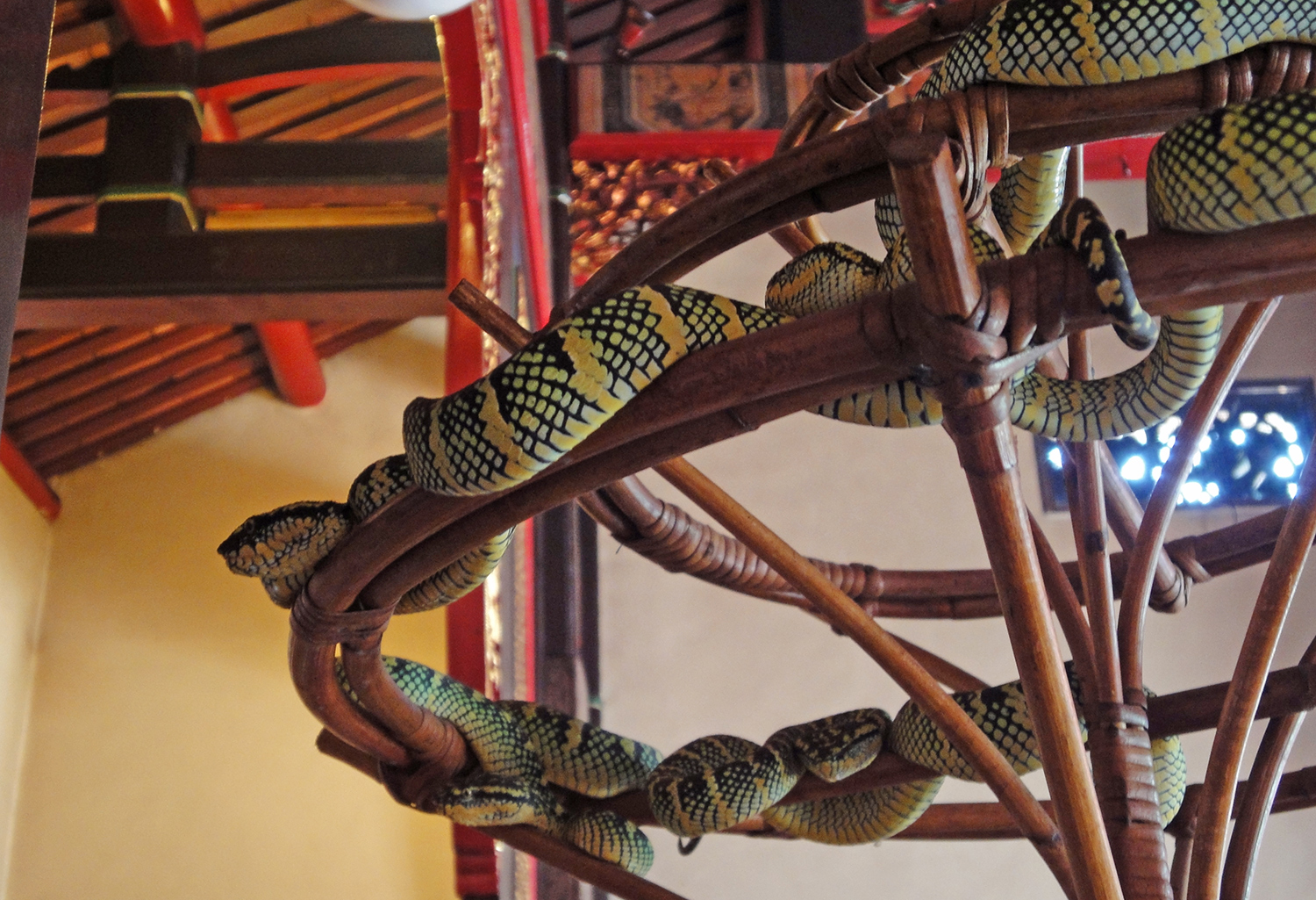 Cosa visitare a Penang: tempio dei Serpenti