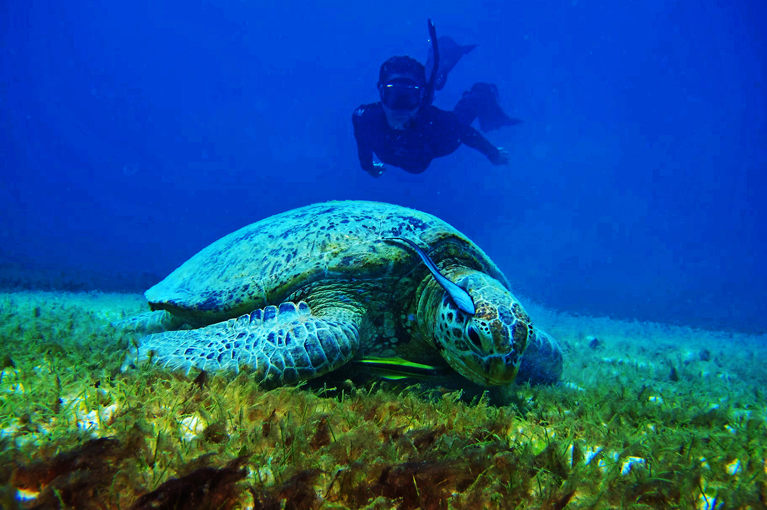 Isole Perhentian Besar Kecil cosa fare: diving e snorkeling