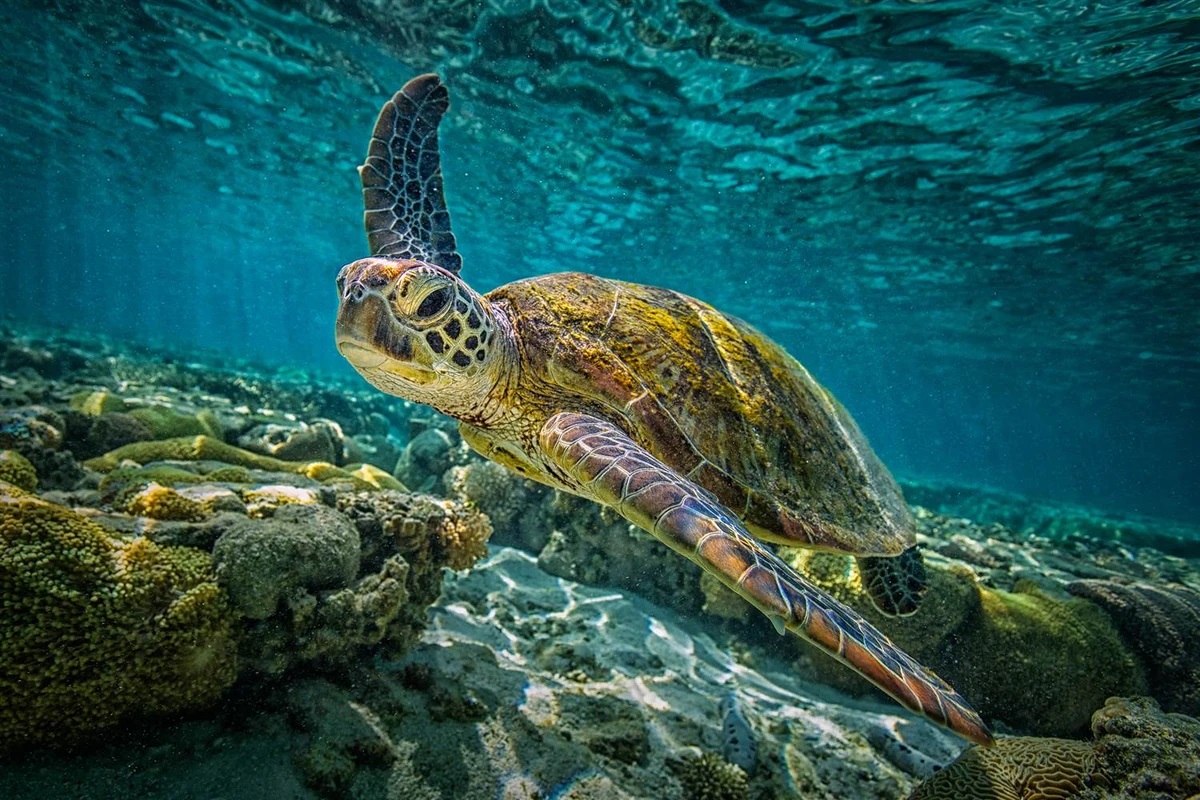 Isola di Con Dao - Vietnam - Snorkeling